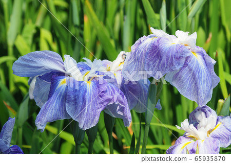 美麗的鳶尾花（hanasashibu） 65935870