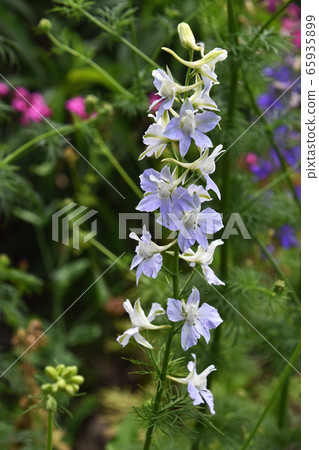 Larkspur 65935899