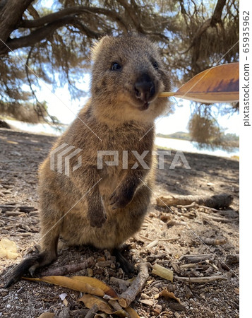 Quodka Wallaby Quodka Wallaby 65935962