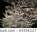 Cherry Blossoms	 65936127