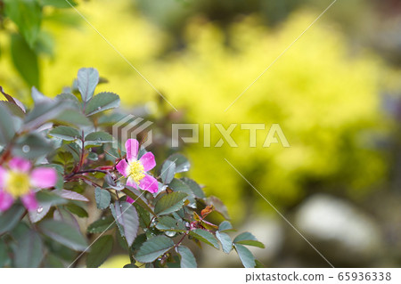 Rose Grauka Rose Grauka 65936338