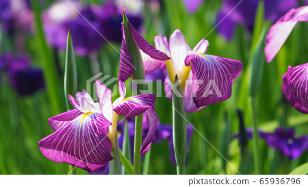 Beautiful irises (hanasashibu) 65936796