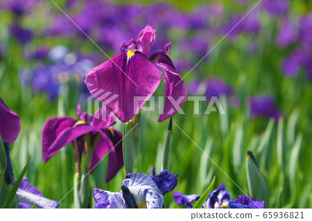 Beautiful irises (hanasashibu) Beautiful irises (hanasashibu) 65936821