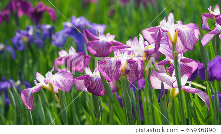 Beautiful irises (hanasashibu) Beautiful irises (hanasashibu) 65936890