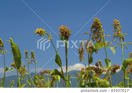 Sorghum rice, sorghum, plant, grain, food, planting, growing Sorghum rice, sorghum, plant, grain, food, planting, growing 65937017