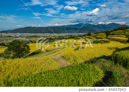 Terraced rice paddies (Nagano Prefecture) 65937043