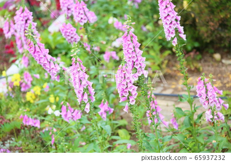 Digitalis flowers Digitalis flowers 65937232