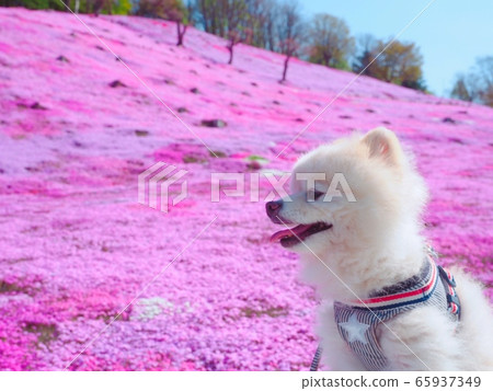 狗和馬賽克櫻桃樹 65937349