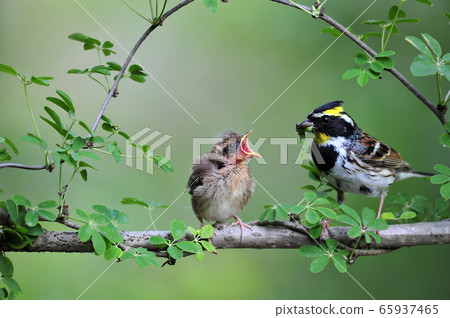Yellow jaw bunting Yellow jaw bunting 65937465