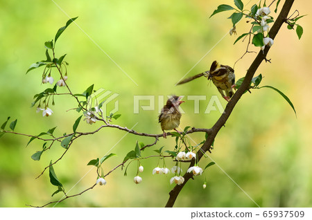 黃色下巴旗布 黃色下巴旗布 65937509