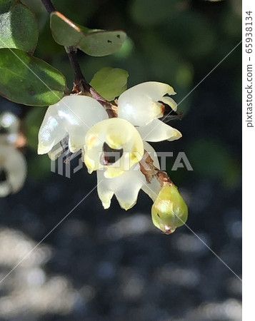 Wire plant fruit 65938134