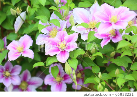 Clematis flower Clematis flower 65938221