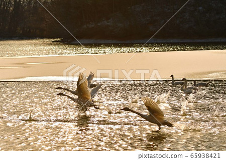 天鵝在奧克 天鵝在奧克 65938421