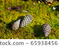 Pine cone in the forest 65938456