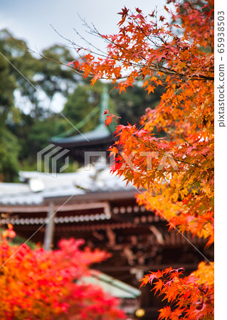 Autumn leaves of Eikan-do 65938503