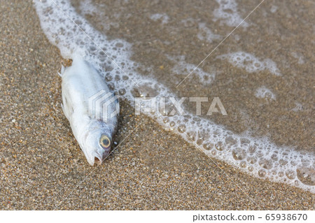 Death fish on the beach, global warming. Death fish on the beach, global warming. 65938670