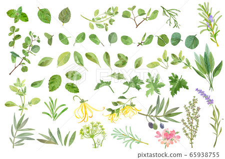 Herbal materials 65938755