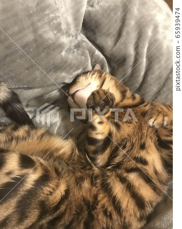 一隻貓 一隻貓 65939474