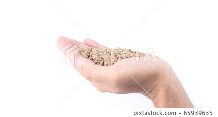 Coffee beans unroasted in hand isolated Coffee beans unroasted in hand isolated 65939635