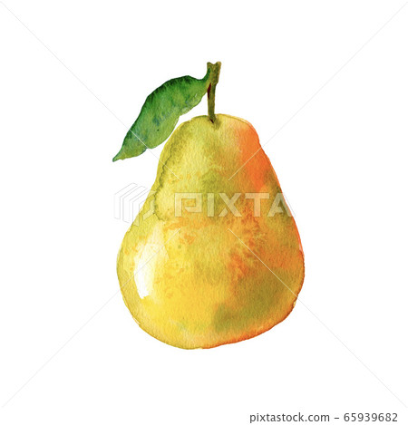 Watercolour pear illustration. Hand drawn sweet pear. Fresh fruit. Bright and fresh illustration. Watercolor botanical painting. 65939682