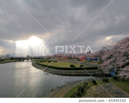Kaizagawa Sakura Festival and angel's ladder Kaizagawa Sakura Festival and angel's ladder 65940100