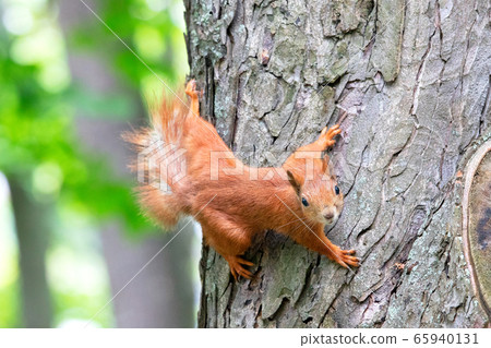 An orange squirrel carefully looks forward, An orange squirrel carefully looks forward, 65940131