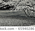 Sakura in the black and white world 65940286