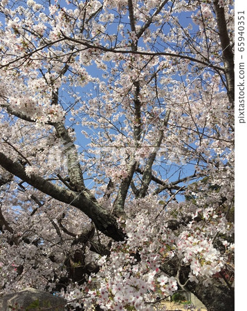 Cherry Blossoms	 65940351