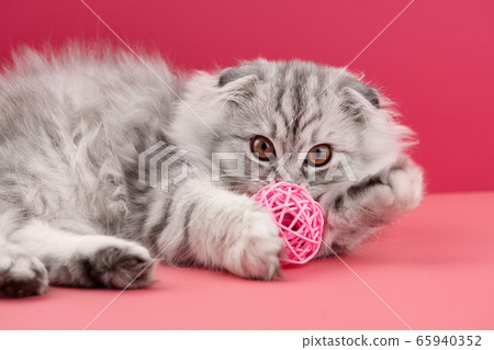 Playful highland fold kitten on pink background 65940352