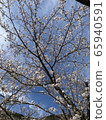 櫻桃樹 65940591