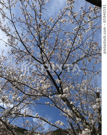 Cherry Blossoms	 65940591