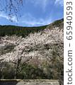 櫻桃樹 65940593