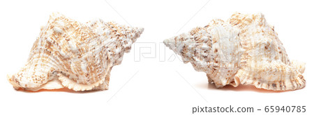 Giant natural cream colored shell Giant natural cream colored shell 65940785