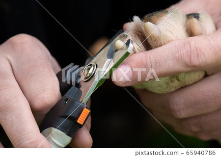 Dog claw cutting with scissors Dog claw cutting with scissors 65940786