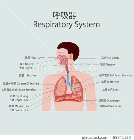 呼吸器官 插圖素材 圖庫