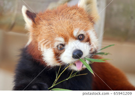 Lesser panda Lesser panda 65941209