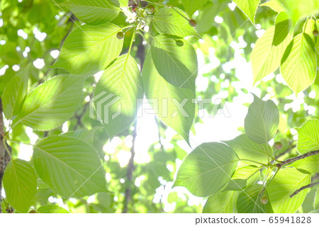 新鮮的綠色圖像高飽和度 65941828