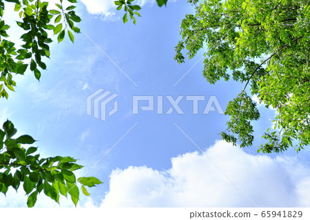 新鮮的綠色圖像高飽和度 65941829