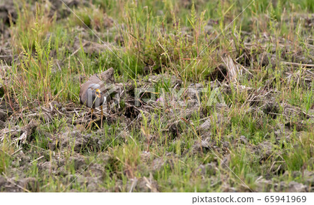 凱利 凱利 65941969