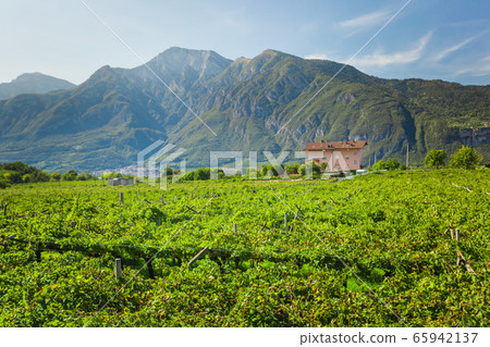 Alpine vineyard in italian region Trentino-Alto 65942137