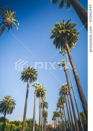 Sunny palms of Beverly Hills in Los Angeles 65942447