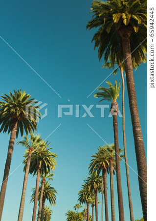 Tall palms of Beverly Hills in Los Angeles r 65942448