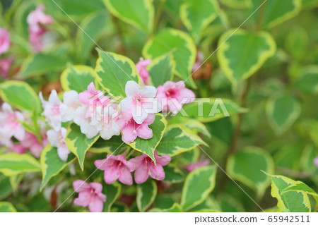 Taniugi's flower 65942511