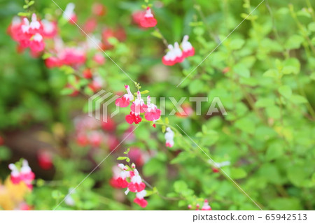 Salvia Flower Hot Lips 65942513