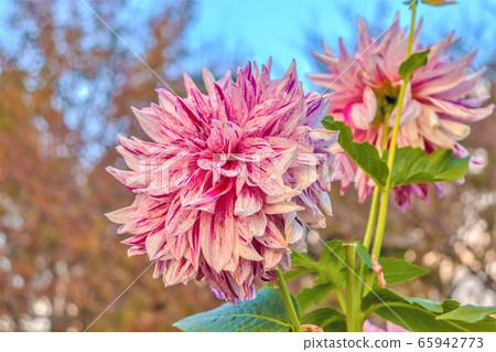 Flowers Flowers 65942773
