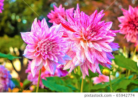 Flowers 65942774