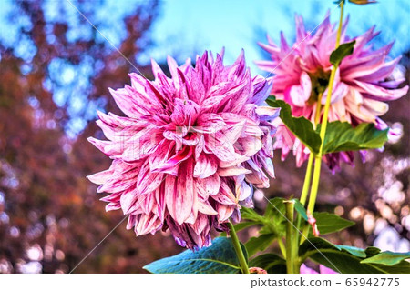 Flowers Flowers 65942775