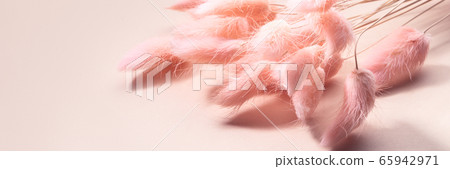 Rabbit Tail Grass Dried Flowers Bouquet Rabbit Tail Grass Dried Flowers Bouquet 65942971