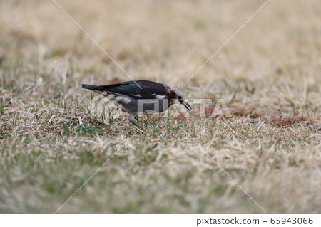 A male of the Gray Starling searching for food on the ground A male of the Gray Starling searching for food on the ground 65943066