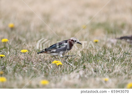 A male of the Gray Starling searching for food on the ground A male of the Gray Starling searching for food on the ground 65943070
